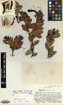 Type specimen at Edinburgh (E). Woods, Patrick: 346. Barcode: E00210336.