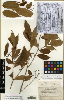 Type specimen at Edinburgh (E). Pierre, Jean: 4391. Barcode: E00210757.