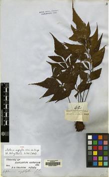 Type specimen at Edinburgh (E). Cuming, Hugh: 42. Barcode: E00210801.