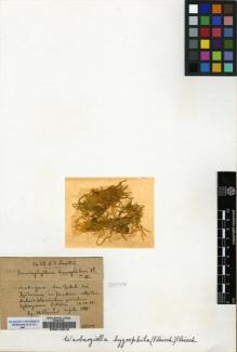Type specimen at Edinburgh (E). Fleischer, Max: 320. Barcode: E00210812.