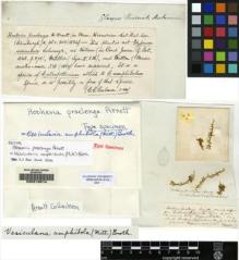 Type specimen at Edinburgh (E). Jameson, William: . Barcode: E00210814.