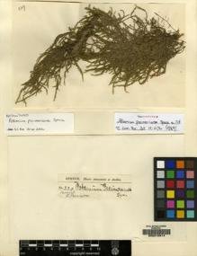 Type specimen at Edinburgh (E). Spruce, Richard: 829. Barcode: E00210914.