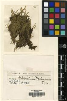 Type specimen at Edinburgh (E). Spruce, Richard: 828. Barcode: E00210915.
