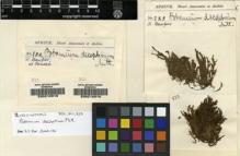 Type specimen at Edinburgh (E). Spruce, Richard: 822. Barcode: E00210916.