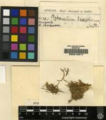 Type specimen at Edinburgh (E). Spruce, Richard: 822. Barcode: E00210917.