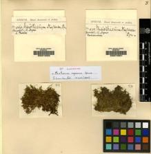 Type specimen at Edinburgh (E). Spruce, Richard: 970. Barcode: E00210921.