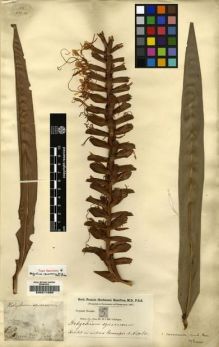 Type specimen at Edinburgh (E). Buchanan-Hamilton, Francis: 5. Barcode: E00211095.