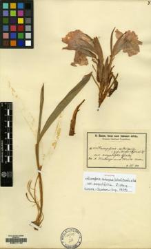 Type specimen at Edinburgh (E). Baum, Hugo: 518. Barcode: E00211142.