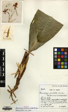 Type specimen at Edinburgh (E). Burtt, Brian; Woods, Patrick: B.2430. Barcode: E00211290.