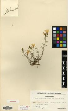 Type specimen at Edinburgh (E). Huber-Morath, Arthur: 5662. Barcode: E00212264.