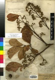 Type specimen at Edinburgh (E). Buchanan, John: 80. Barcode: E00214015.