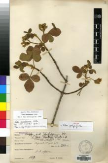 Type specimen at Edinburgh (E). Goetze, W: 85. Barcode: E00214018.