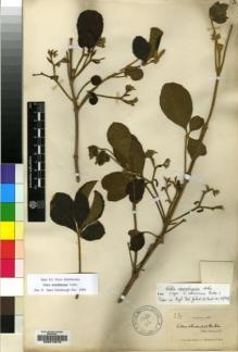 Type specimen at Edinburgh (E). Buchanan, John: 231. Barcode: E00214019.