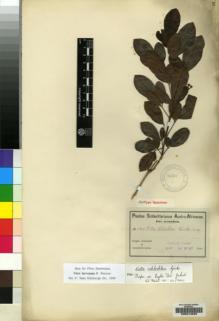 Type specimen at Edinburgh (E). Schlechter, Friedrich: 11731. Barcode: E00214020.