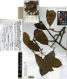 Type specimen at Edinburgh (E). Maxwell, James: 90-232. Barcode: E00214148.
