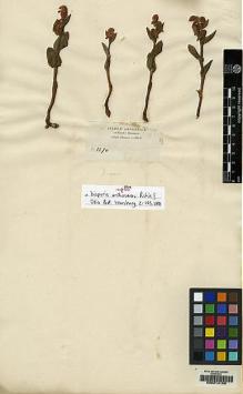 Type specimen at Edinburgh (E). Schimper, Georg: 1270. Barcode: E00214150.