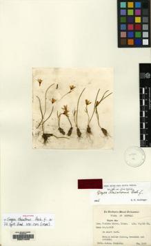Type specimen at Edinburgh (E). Stainton, John: 2495. Barcode: E00214406.