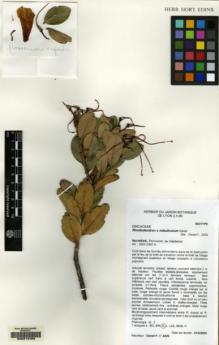 Type specimen at Edinburgh (E). Danet, Frédéric: 4226. Barcode: E00214459.