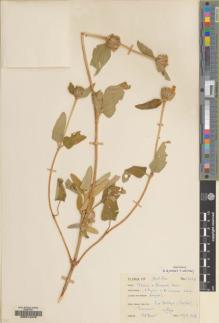 Type specimen at Edinburgh (E). Davis, Peter: 15452. Barcode: E00214478.