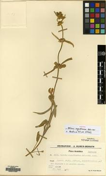 Type specimen at Edinburgh (E). Huber-Morath, Arthur: 8409. Barcode: E00214484.