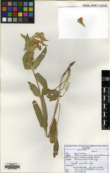 Type specimen at Edinburgh (E). Dadandi, M.: 1584. Barcode: E00214603.