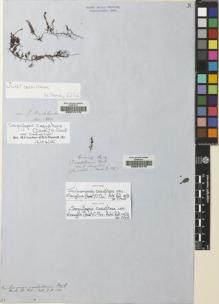 Type specimen at Edinburgh (E). Cuming, Hugh: 14. Barcode: E00215175.