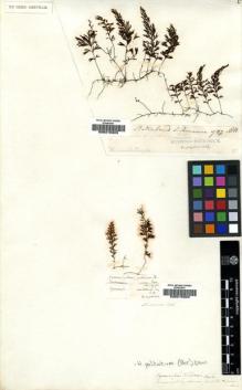 Type specimen at Edinburgh (E). Menzies, Archibald: 787. Barcode: E00215323.