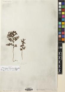 Type specimen at Edinburgh (E). Menzies, Archibald: . Barcode: E00215357.