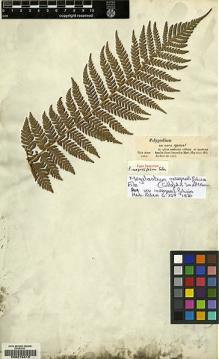 Type specimen at Edinburgh (E). Bertero, Carlo: 1550. Barcode: E00215416.