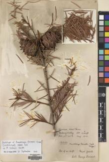 Type specimen at Edinburgh (E). Forrest, George: 13003. Barcode: E00215503.
