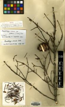 Type specimen at Edinburgh (E). Ching, Ren-Chang: 2144. Barcode: E00215506.