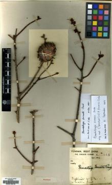 Type specimen at Edinburgh (E). Forrest, George: 13545. Barcode: E00215510.