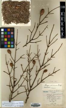 Type specimen at Edinburgh (E). Maire, Edouard-Ernest: 203. Barcode: E00215625.