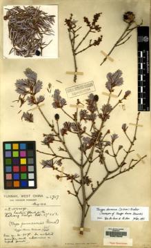 Type specimen at Edinburgh (E). Forrest, George: 6747. Barcode: E00215640.