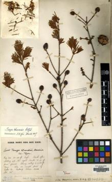 Type specimen at Edinburgh (E). Kingdon-Ward, Francis: 257. Barcode: E00215643.