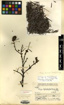 Type specimen at Edinburgh (E). Handel-Mazzetti, Heinrich: 7795. Barcode: E00215695.