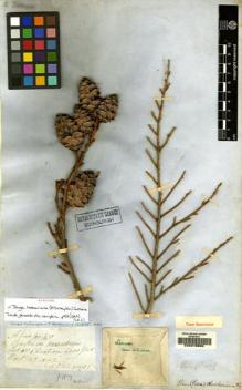 Type specimen at Edinburgh (E). Jeffrey, John: 430. Barcode: E00215806.