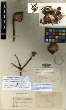 Type specimen at Edinburgh (E). Esquirol, Joseph: 542. Barcode: E00215927.