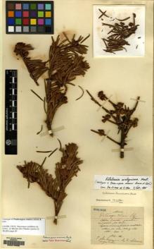 Type specimen at Edinburgh (E). Maire, Edouard-Ernest: . Barcode: E00215930.