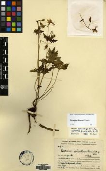 Type specimen at Edinburgh (E). Handel-Mazzetti, Heinrich: 7289. Barcode: E00216066.