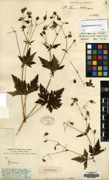 Type specimen at Edinburgh (E). Forrest, George: 97. Barcode: E00216584.