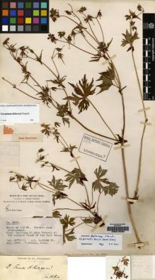 Type specimen at Edinburgh (E). Forrest, George: 4282. Barcode: E00216585.
