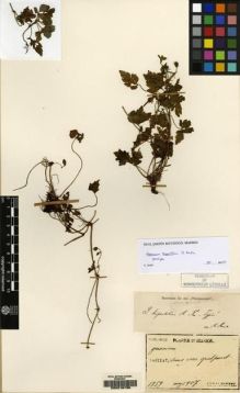 Type specimen at Edinburgh (E). Faurie, Urbain: 1759. Barcode: E00216736.