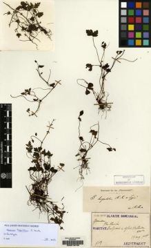 Type specimen at Edinburgh (E). Taquet, Emile: 603. Barcode: E00216740.