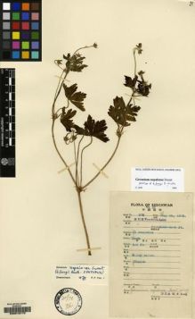 Type specimen at Edinburgh (E). Fang, W.: 906. Barcode: E00216775.