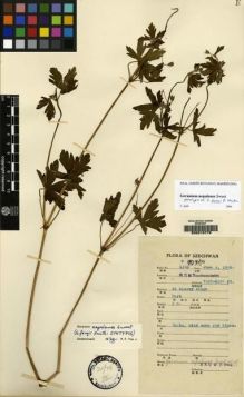 Type specimen at Edinburgh (E). Fang, W.: 1393. Barcode: E00216776.