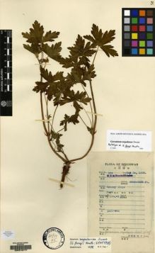 Type specimen at Edinburgh (E). Fang, W.: 834. Barcode: E00216777.