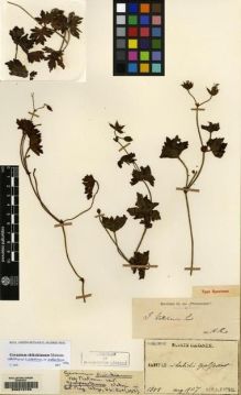 Type specimen at Edinburgh (E). Faurie, Urbain: 1758. Barcode: E00216793.