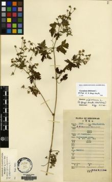 Type specimen at Edinburgh (E). Fang, W.: 5507. Barcode: E00216797.