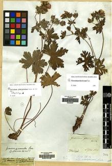 Type specimen at Edinburgh (E). de Bongard, Henri: . Barcode: E00216799.